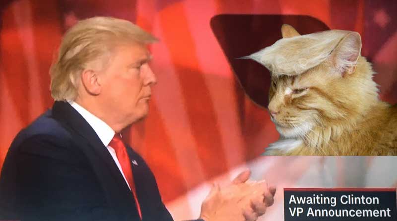 Donald Trump faces a "Trumped" cat... cat topped with cat fur to look like Trump hair style